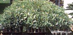 Adenium seedlings
