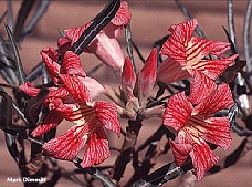 A.somalense crispum