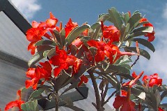 Adenium 'Red Ribbons'