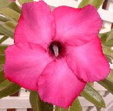 Adenium 'Endless Sunset'