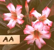 Adenium obesum X Adenium somalense crispum