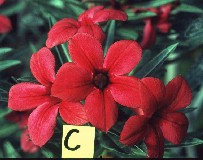 Adenium 'Crimson Star X Adenium somalense crispum