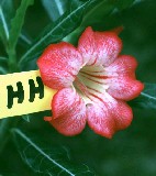 Adenium obesum (Costas picotee) X Adenium somalense crispum