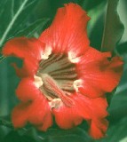 Adenium 'Crimson Star' X Adenium somalense crispum