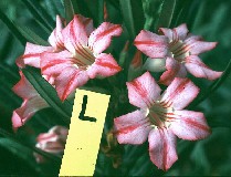 Adenium obesum X Adenium somalense crispum