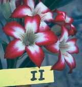 Adenium obesum X Adenium somalense