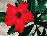 Adenium 'Little Ruby'