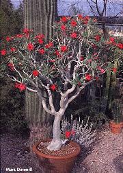 Adenium 'Crimson Star'