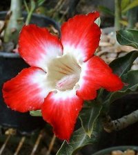 Adenium 'Stawberries and Cream'