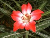 Adenium 'Stars and Stripes'