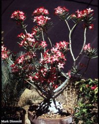 Adenium 'Stars and Stripes'